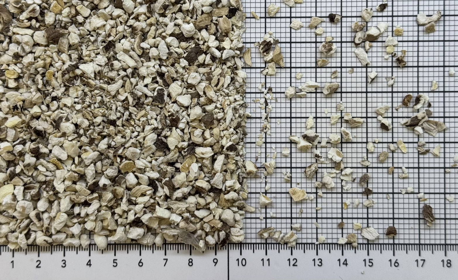 гриб шампиньон 2-6 мм